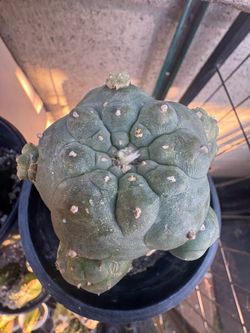 Large LW caespitosa graft
