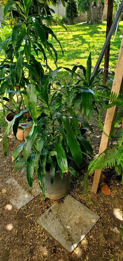 #4 Indoor Plant healthy and green plant. 5gal $20 & 10gal $30