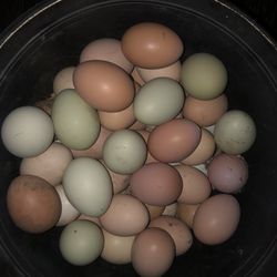 Organic Eggs From Happy Backyard Hens