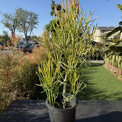 Fire stick cactus large