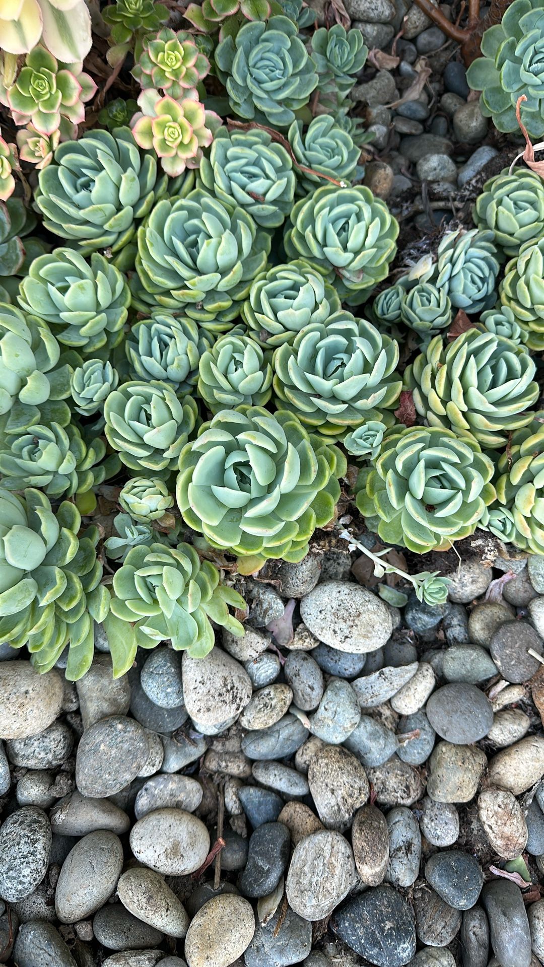 Echeveria Elegans Succulent Cuttings 