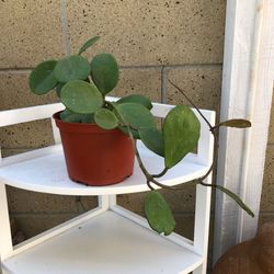 Hoya Obovata With Flower In 6” Pot