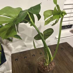 Monstera 
