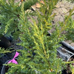 Daub’s Frosted Juniper 