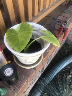 Elephant ears