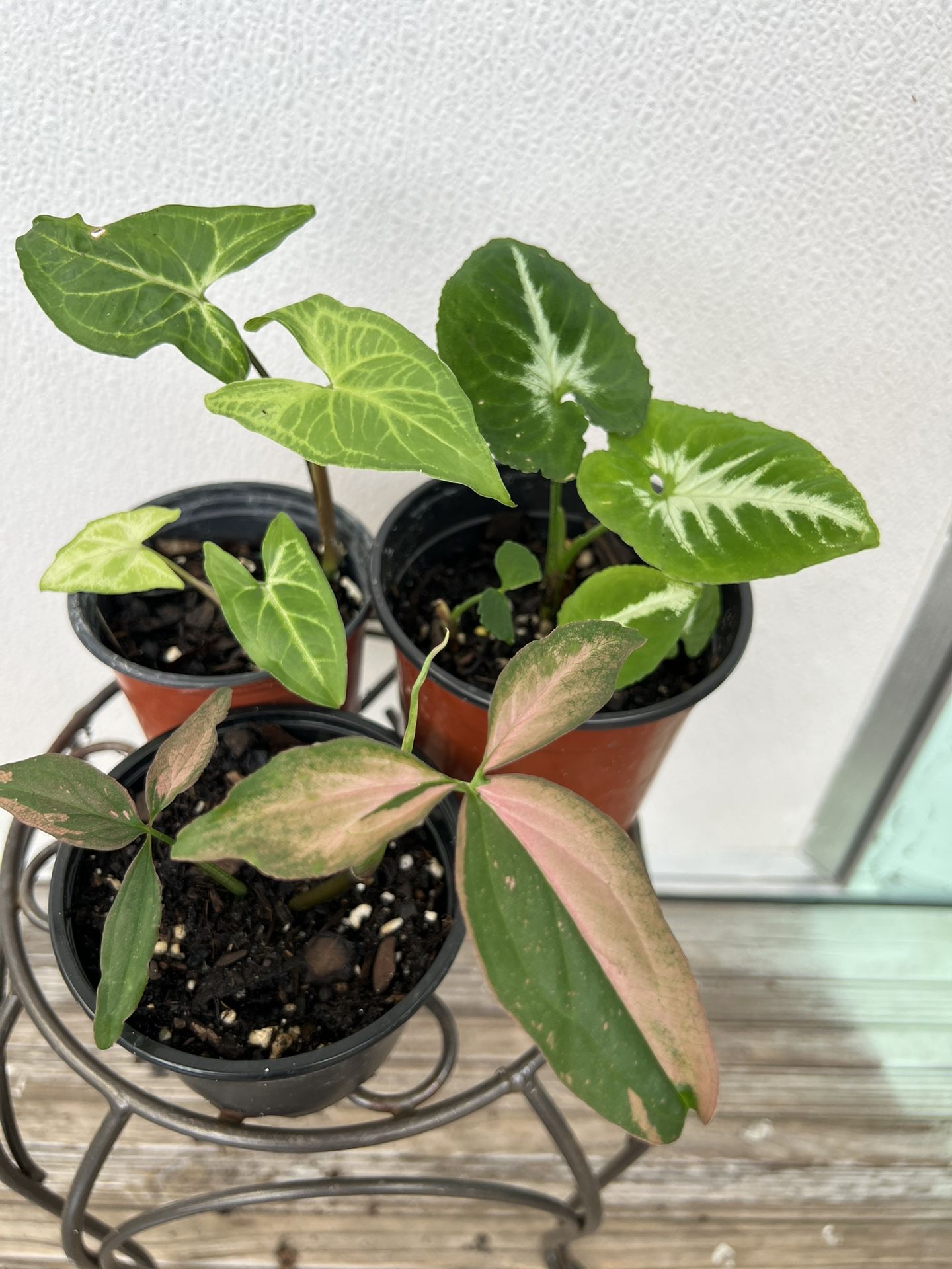 3 different Syngoniums for $25. 3 Singonios Por $25
