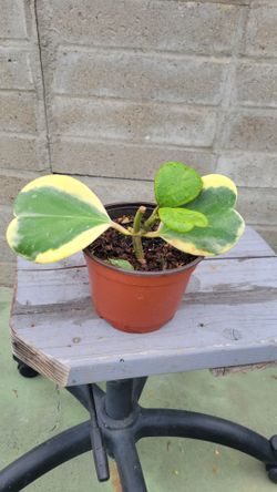 Hoya kerrii heart plant .