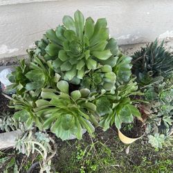 Plants For Sale