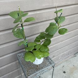 6” Hoya Kerri