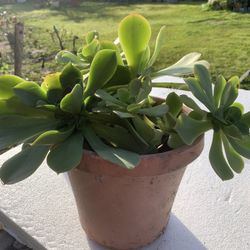 Saculants Plants $12 And $25