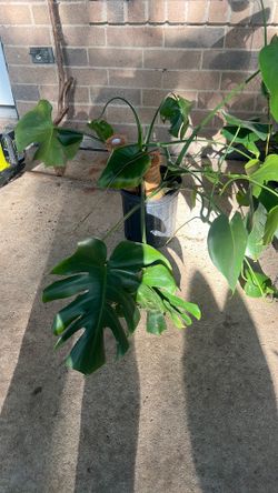 Plants for free