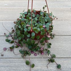 Peperomia Ruby Cascade, live plant comes in a 6” nursery pot. ✔️ profile for more 🪴