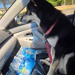 Free Dog