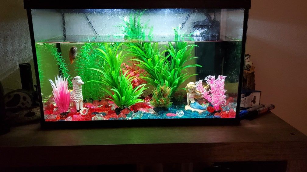 Fish Tank (10 Gallons)