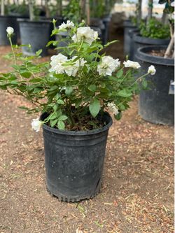 Iceberg Roses 5 Gal