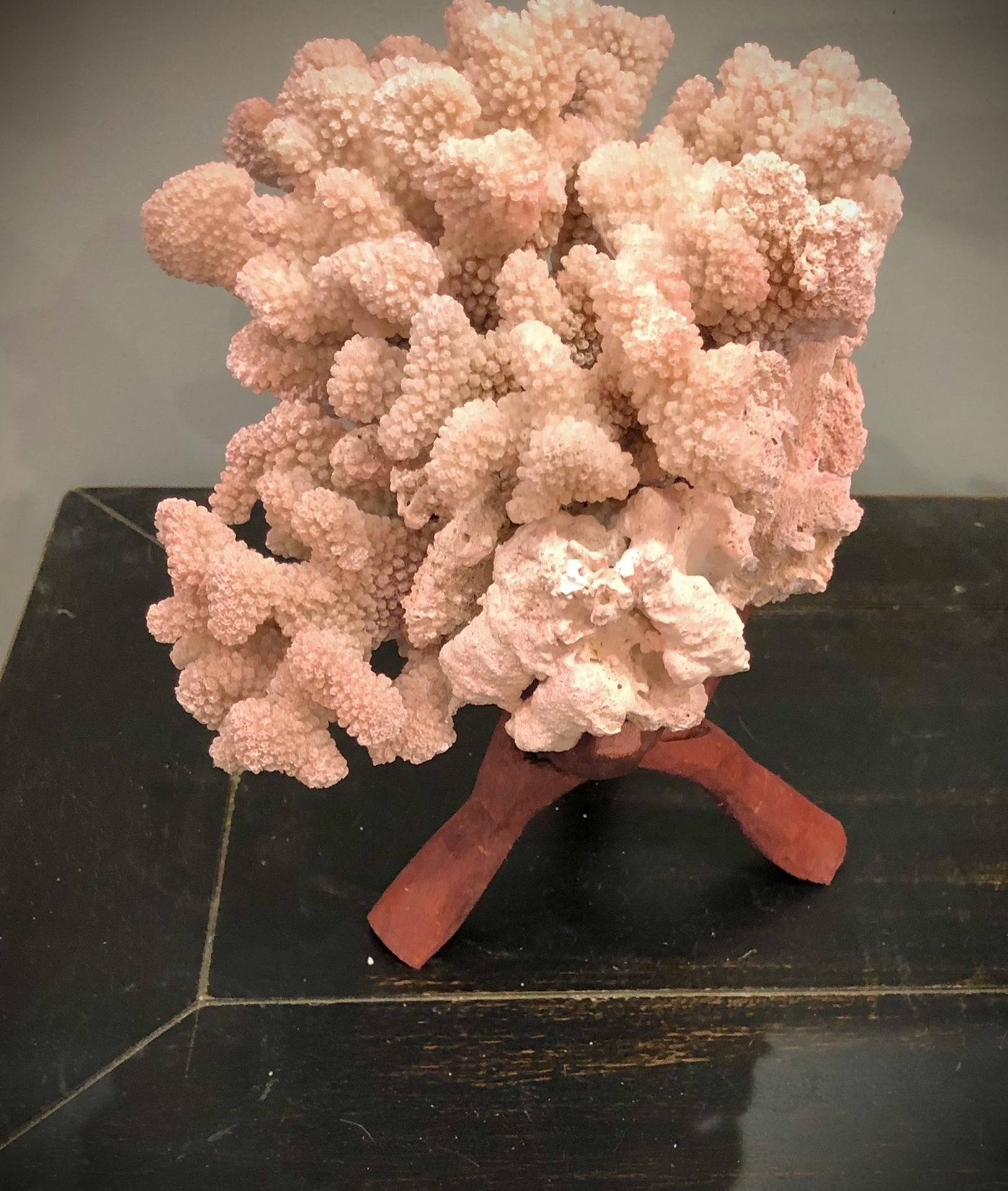 Large Cats Paw Coral Piece With Pinkish Tint
