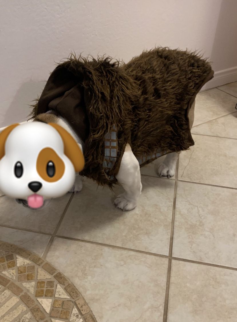chewbacca dog costume