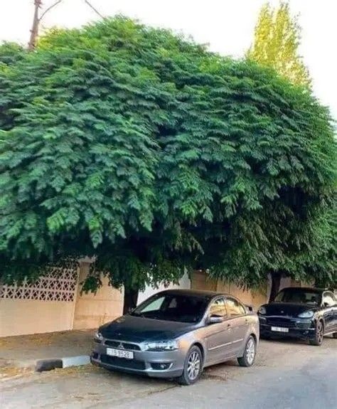 Chinaberry Umbrella Trees and Seed
