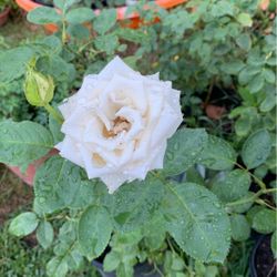 planta de rosal blanco