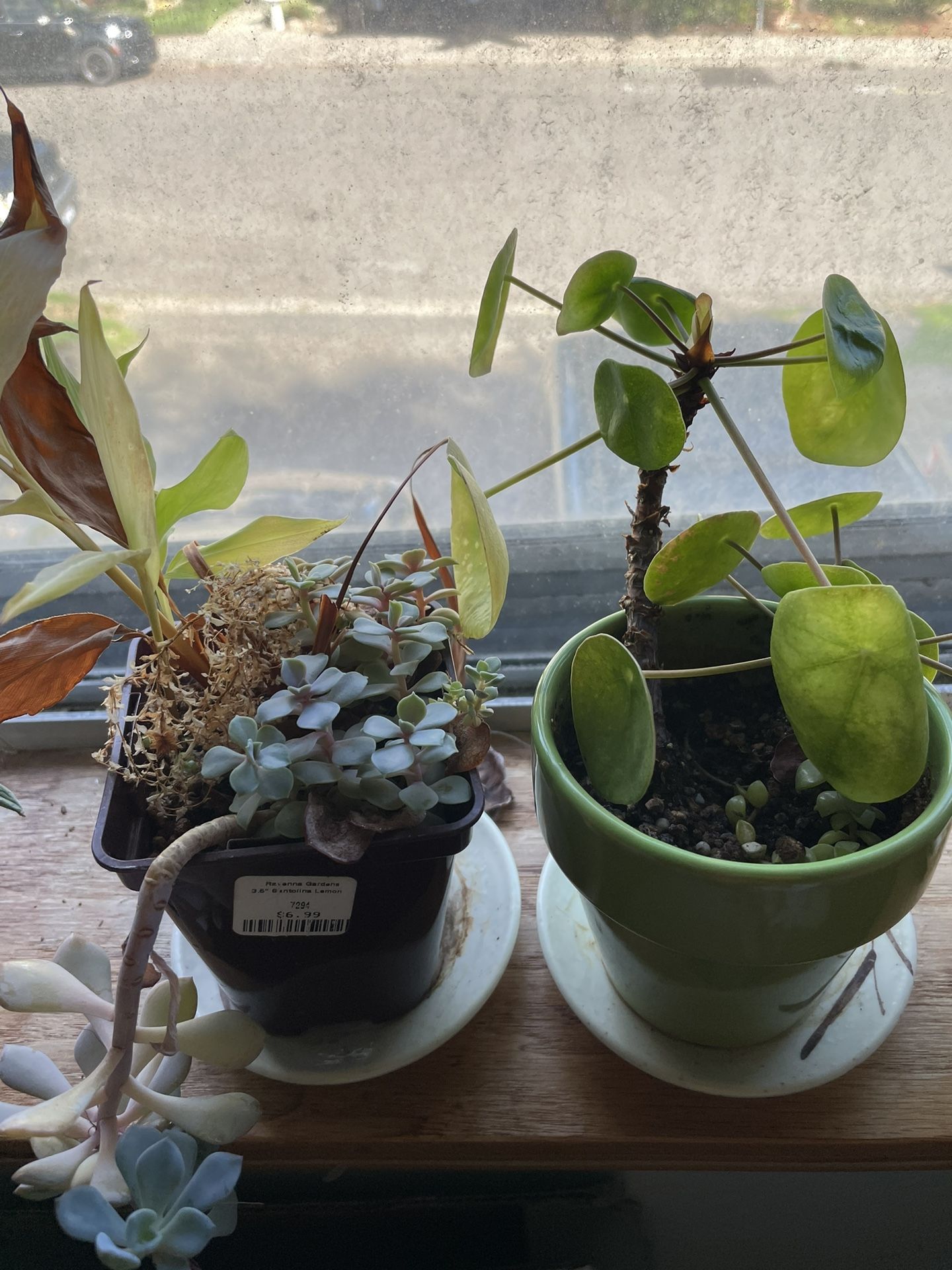 Succulents And Planters