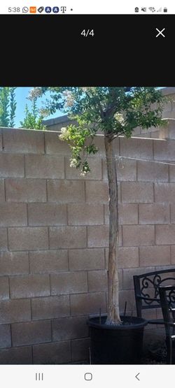 tree white grape mirtle  healthy ready for you   plant