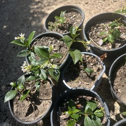 Plants For Sale 