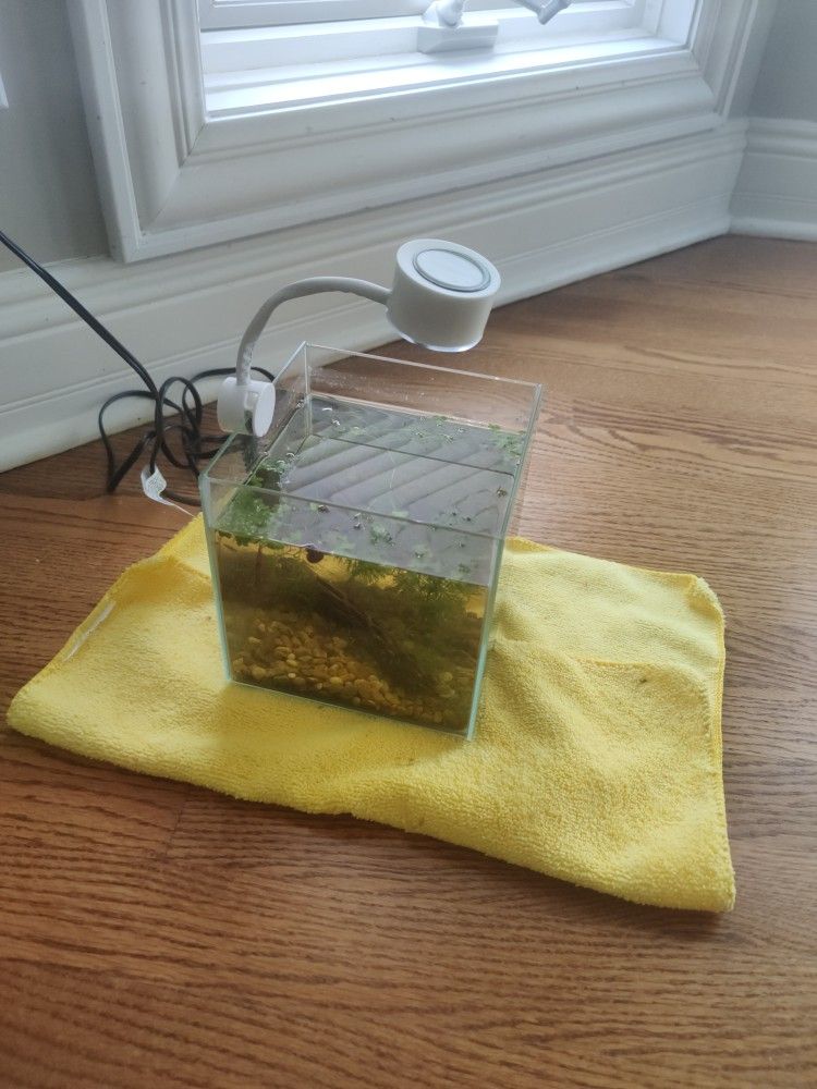 Small Tank 1 Gallon Size With Live Plants And Shrimps And Led Light 