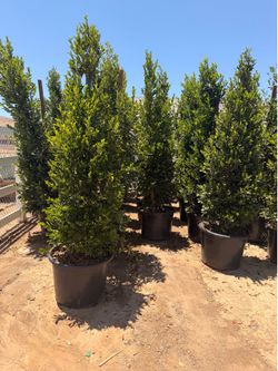 Carolina cherry 25 gal