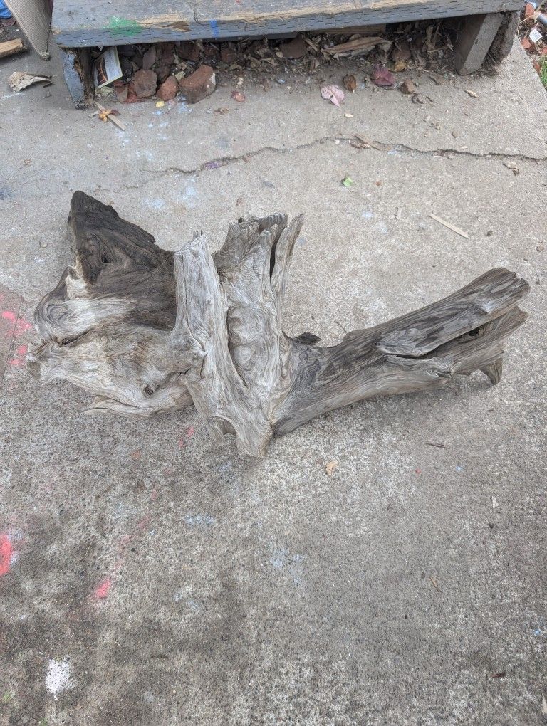 Large Hollowed Out Driftwood 