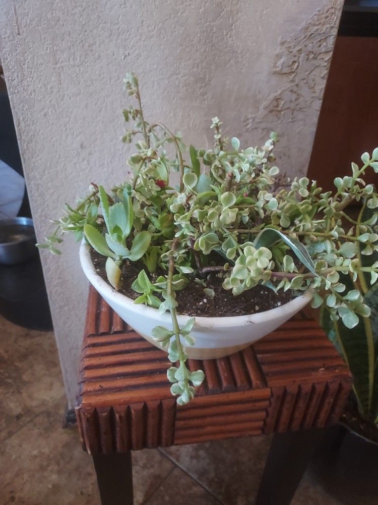 Sunny Red Rose Aptinia, Varigated Elephant Food Plant and Mother Of Millions In Ceramic Pot With Drainage