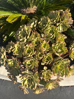 Tree aeonium