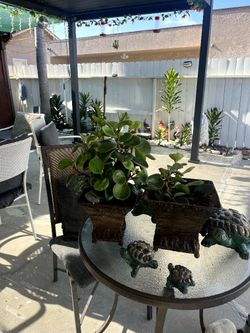 2 Plants-$10 EACH