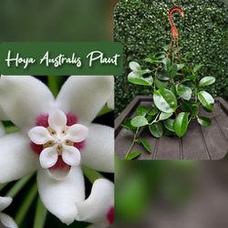 Hoya Australis Plant 🌱 