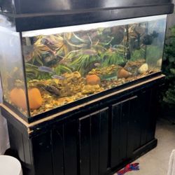 Fish Tank