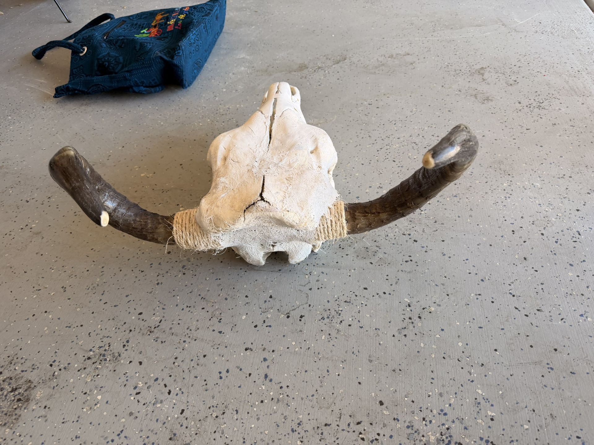 Authentic Cow Head And Horns