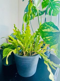 Combo Cactus varieties ( indoor/ outdoors)
