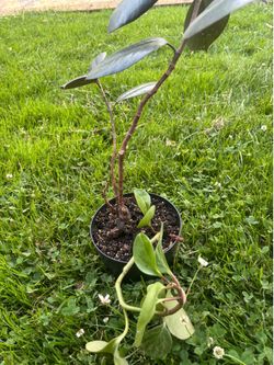 Beautiful Rubber Tree Plant