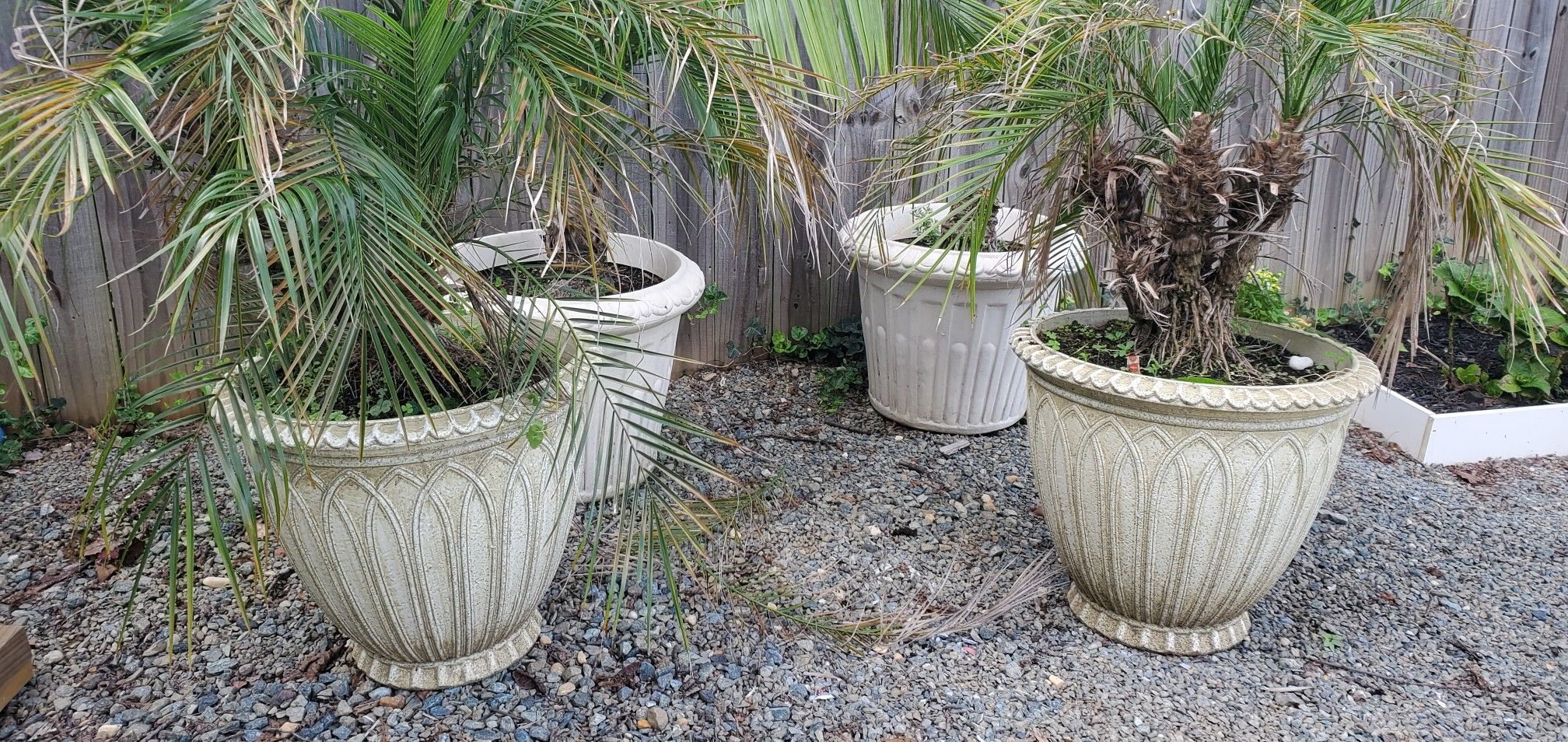 4 Plastic pots 2 f tall with plants