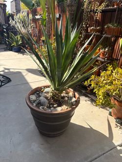 Yucca evergreen