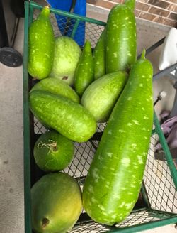 Fresh organic lauki / gourd