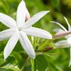 Jasmine