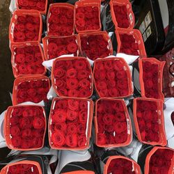 Wholesale Roses Freedom 