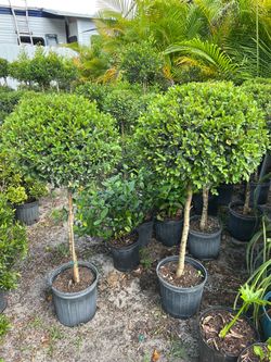 Single ball standard topiary in 3 gls pot. SPECIAL PRICE 🤩