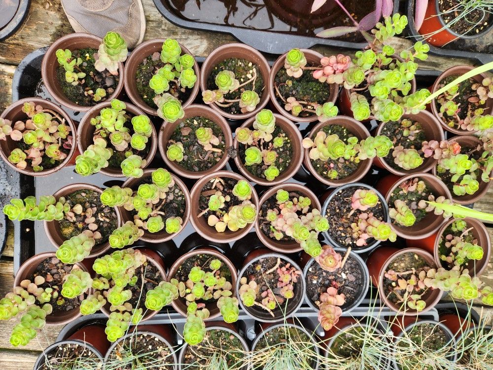 Perennial Dragon's Blood Sedum
Stonecrop Phedimus 4" pot Perennial Plant