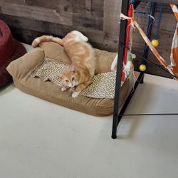 sofa bed for cats