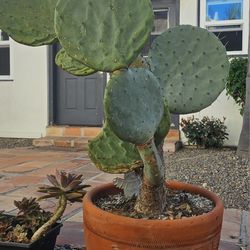 HUGE 44" ENTIRE POTTED PLANT of CACTI/CACTUS w/LG Clay Pot