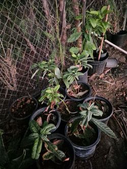 Avocado trees  &  Loquat tree (Eriobotrya japonica).