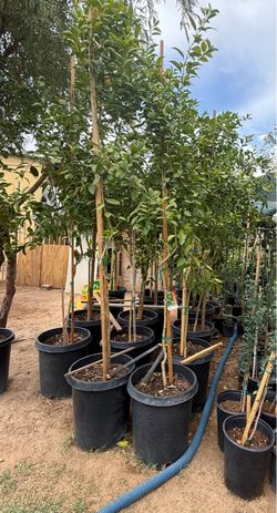 Mexican Lime 🍋‍🟩 Trees In 15 Gallón 7 1/2 The Tall $135 Each Price Firm