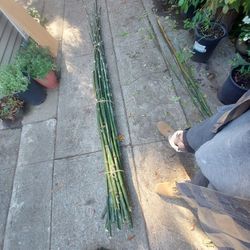 Fresh Cut Bamboo Poles