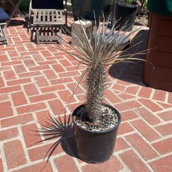 Pachypodium.    Mikea.    